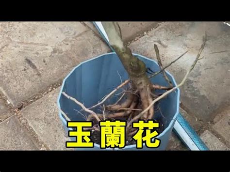 鬍子圖 金玉蘭花種植